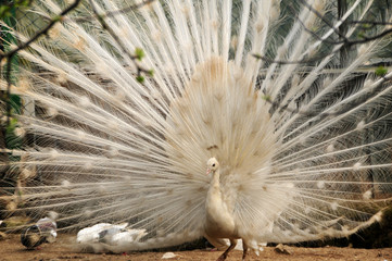 White peacock with wings open