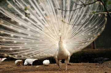 White peacock with wings open