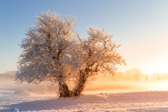 Baum Im Winter