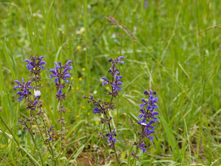 Sauge des près ou sauge commune (Salvia pratensis). 