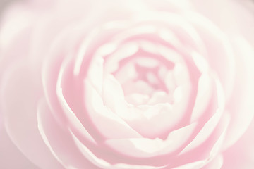 Fototapeta na wymiar Close up top view of light pink camellia flower.