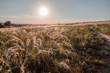 Fototapeta premium Feather Pennisetum, Mission Grass with the backlight of sunlight in the sunset times. Abstract background concept.
