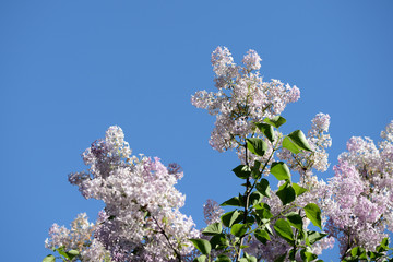 Beautiful lilac flowers in the garden on a sunny day