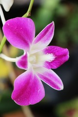 Obraz premium Orchid flower is beautiful in the garden
