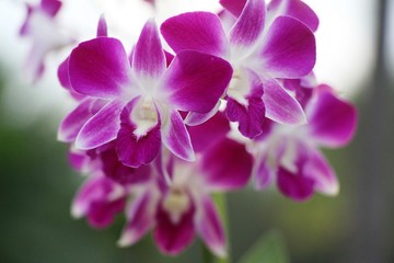 Fototapeta na wymiar Orchid flower is beautiful in the garden