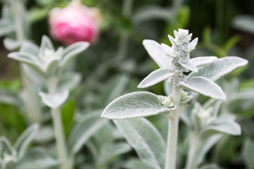 Lambs ear plant - Stachys byzantina.