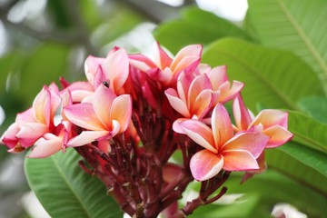 Plumeria flower with beautiful in the nature