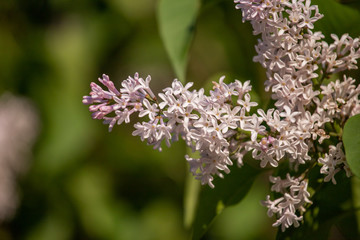 flowers of lilac