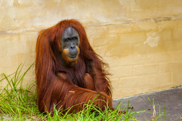 Sad looking Sumatran Orangutan (Pongo abelii) in captivity in zoo enclosure. The Orangutan are a...