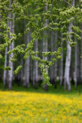 blossoming leaves on a blurred background of a birch grove