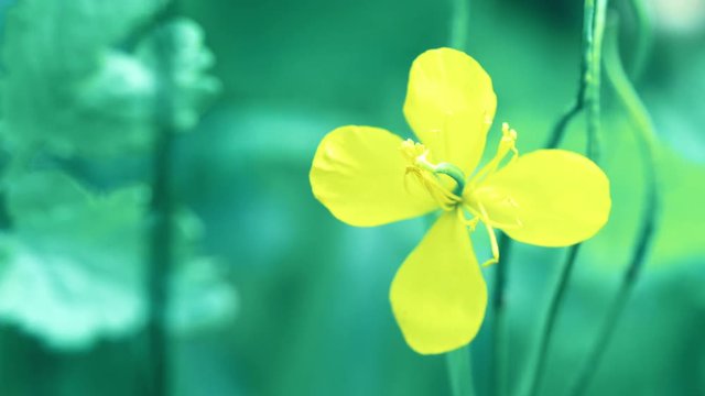 Yellow flower in green grass.4k close up macro footage.