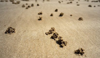 sand and crab' hole