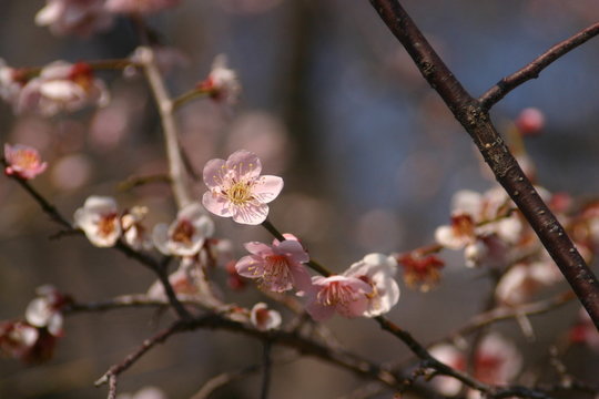 桃の花の開花