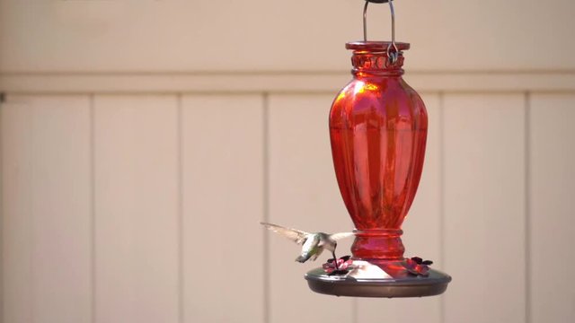 Slow Motion Hummingbird Drinking from Feeder