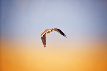 Red wattled lapwing bird fly in the sky