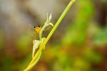 Insect stare in the green garden