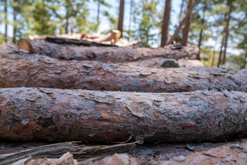 Fototapeta na wymiar A pile of wooden logs prepares for the wood industry. 
