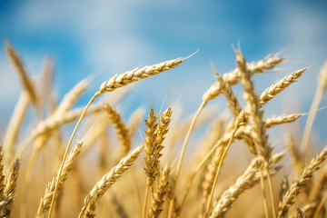 Fototapeta premium Close up of wheat ears. Golden wheat field over blue sky at sunny day.
