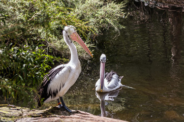 Two large Australian pelicans with