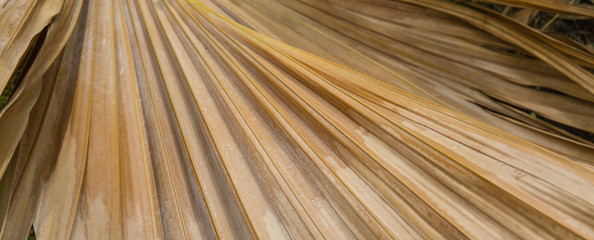 dry palm tree leaf background