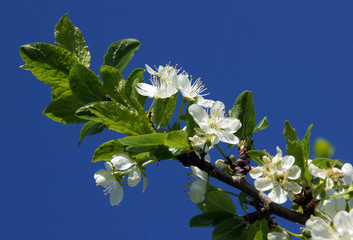 Flowers of plum in the early spring