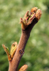 Young shoots of Rhus typhina
