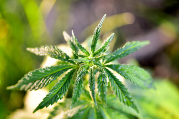 Young shoot of hemp or marijuana plant bush on natural background, for medical or for agricultural and industrial use