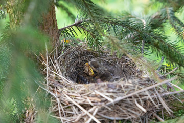 Song Thrush, little bird in nest waiting the mother