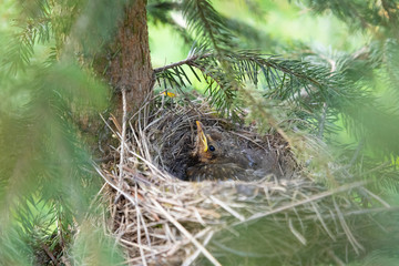 Song Thrush, little bird in nest waiting the mother