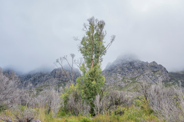 Obraz premium The Sentinels mountain range on the Gordon River Road in Tasmania.