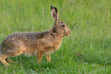 brown hare on the spring meadow