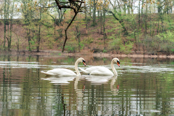 swan couple in Spring spotted in Jamaica Plain Boston MA