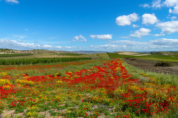 Beautiful Red Poppy Field, Sicilian Landscape, Caltanissetta, Italy, Europe