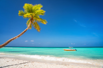 Palm tree on beautiful tropical sunny beach in Dominican republic