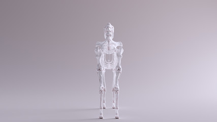 Horse Skeletal System Anatomical Model Rear View 3d illustration 3d render
