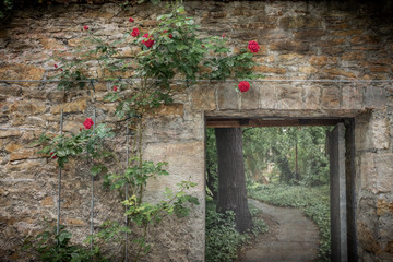 Rankende Rosen an Mauer vor Tor mit geheimnisvollem Park