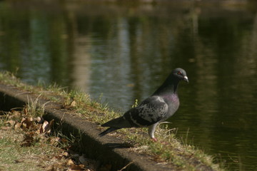 公園の川辺にいた鳩