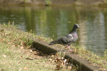 公園の川辺にいた鳩