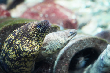 Moray eel