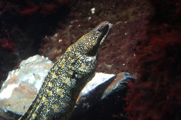 Moray eel