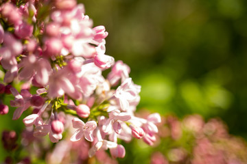 Lilac flowers, Syringa vulgaris, in a warn afternoon light, in a spring garden, blurred background