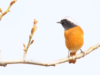 ジョウビタキのオス