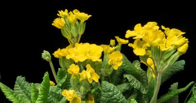 The yellow flower of the primrose blossoms under the sun