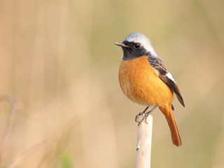 Fototapeta premium ジョウビタキのオス