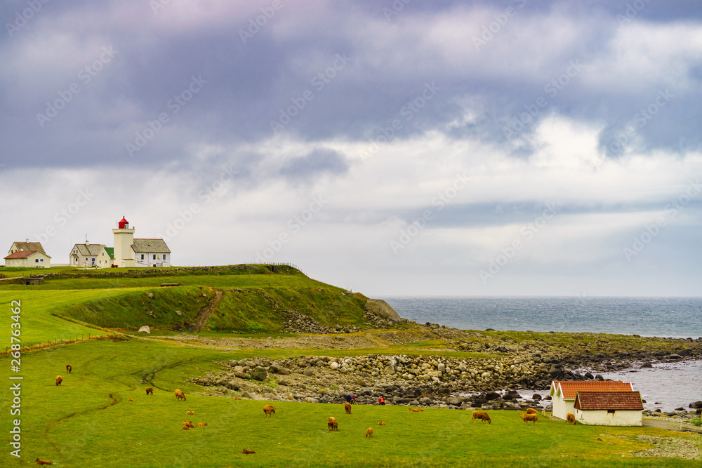 Poster cows on pasture at obrestad lighthouse, norway.