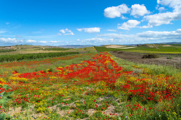 Beautiful Red Poppy Field, Sicilian Landscape, Caltanissetta, Italy, Europe