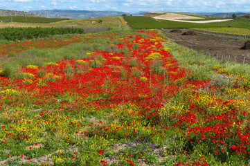 Beautiful Red Poppy Field, Sicilian Landscape, Caltanissetta, Italy, Europe