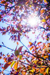 Sun illuminating through tree branches and leaves