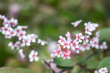 Purple flowers of bergenia are growing in a spring garden. Close up. Bergenia cordifolia purpurea.
