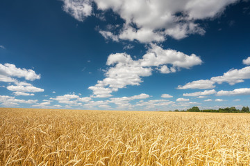 Naklejka premium Rural landscape with golden wheat field over blue sky at sunny day.